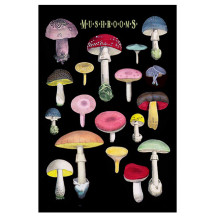 Botanical Mushrooms Postcard